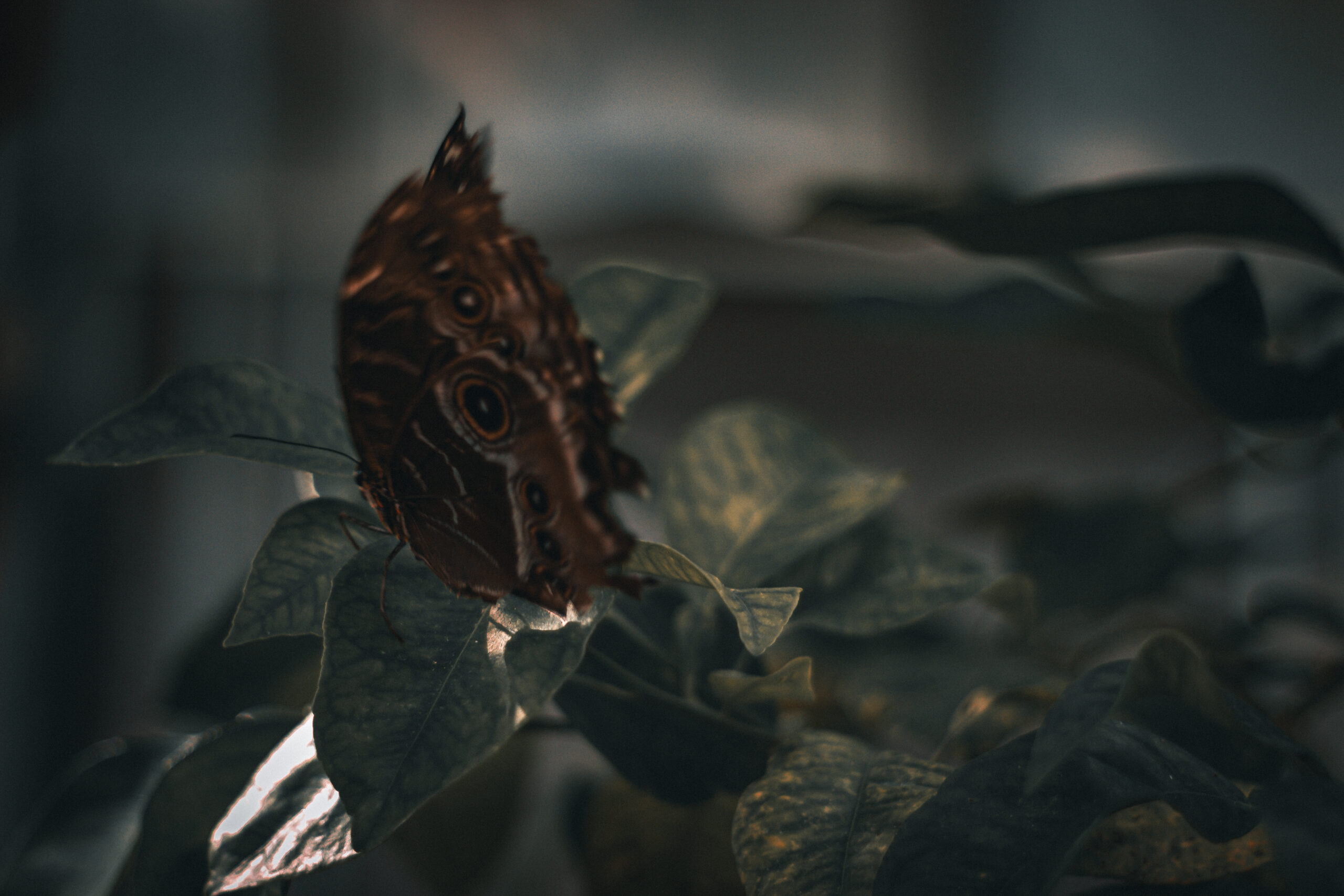 Butterfly Show | Krohn Conservatory